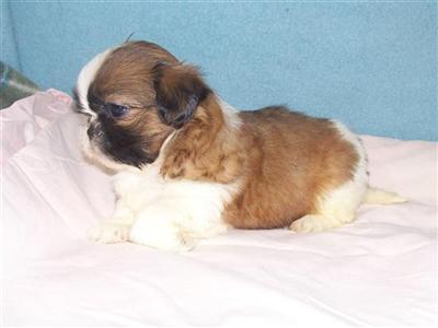 Puppies for Sale